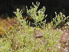 Ђ߂ނ@Erigeron canadensis