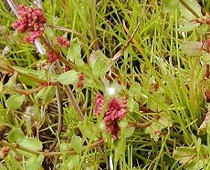 ̂Ƃ@Haloragis micrantha