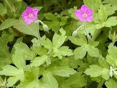 ̂傤@Geranium nepaiense