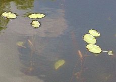 񂳂 @Brasenia schreberi