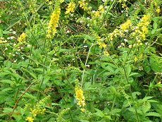 ݂Ђ@Agrimonia pilosa