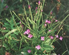 ΂ȁ@Epilobium pyrricholophum