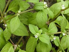 ͂@Hedyotis lindleyana