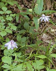 񂰂傤 Anemonopsis macrophylla