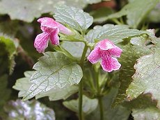 ܂˂@Lamium ambiguum