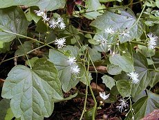 ݂܂܂@Thalictrum filamentosum