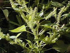 ܁@Perilla frutescens