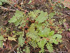 ݂񂻂@Phyllanthus urinaria