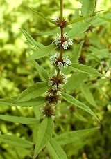 Ђ߂ˁ@Lycopus maackianus