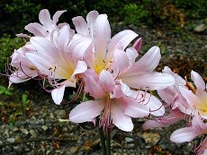 Ȃ@Lycoris squamigera