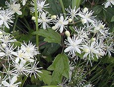 ڂ񂸂@Clematis apiifolia