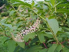 ܂ڂ@Phytolacca americana