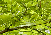 さいかち Gleditsia japonica