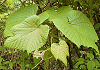 やまぶどう Vitis coignetiae