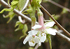 ちょうじざくら Prunus apetara