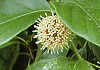 かぎかずら Uncaria rhynchophylla