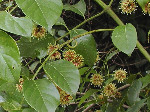 【期間限定お試し価格】 かぎかずら Uncaria rhynchophylla その他