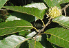 あべまき Quercus variabilis