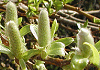 やまやなぎ Salix sieboldiana