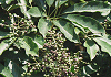 ふかのき Schefflera octophylla