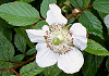 おおばらいちご Rubus croceacanthus
