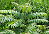 にわうるし Ailanthus altissima