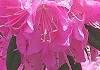 げんかいつつじ Rhododendron mucronulatum