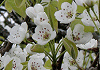 やまなし Pyrus pyrifolia