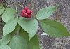 きびなわしろいちご Rubus yoshinoi