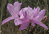 はやとみつばつつじ Rhododendron dilatatum