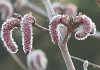 やまならし Populus tremula