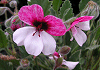 パンジーゼラニユーム Pelargonium violareum