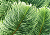 ノーフォークマツ Araucaria heterophylla