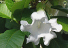 ボーモンティア ムルティフロラ Beaumontia multiflora