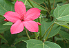 ていきんざくら Jatropha integerrima