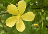 パボニア スピニフェックス Pavonia spinifex