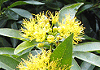 キサントステモン・クリサントス Xanthostemon chrysanthus