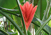 ひめばしょう Musa coccinea