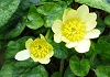せいようりゅうきんか Caltha palustris