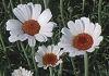ローダンセマム Rhodanthemum
