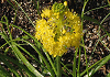 ブルビネラ フロリバンダ Bulbinella floribunda