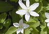 ばいかからまつそう Anemonella thalictroides