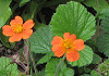 ポテンティラ Potentilla atrosanguinea