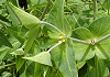 �ق�Ƃ����@Euphorbia lathyris