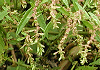 �����肽�����@Chenopodium ambrosioides
