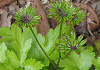 �����΂������@Coptis Japonica