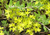 つるまんねんぐさ Sedum sarmentosum