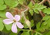 ひめふうろ Geranium robertianum