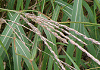 おぎ Miscanthus sacchariflorus