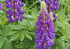 ルピナス Lupinas polyphyllus